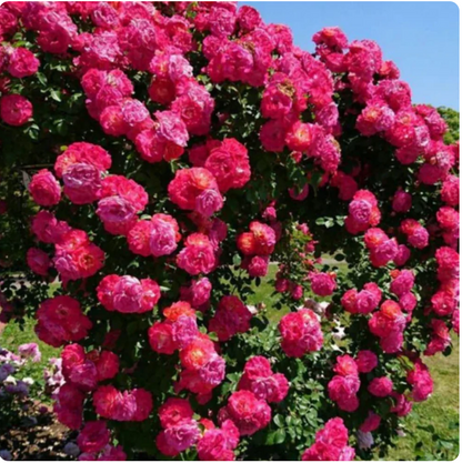 Elegant Climbing Rose Flower Seeds