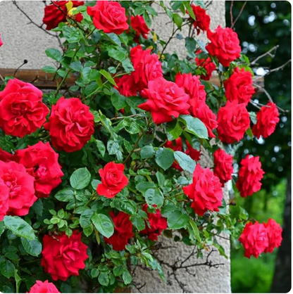 Elegant Climbing Rose Flower Seeds