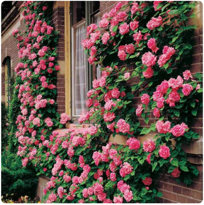 Elegant Climbing Rose Flower Seeds