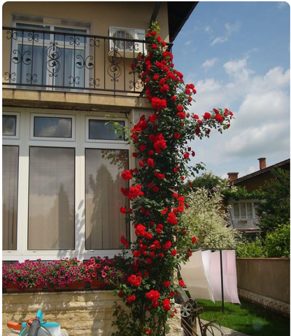 Elegant Climbing Rose Flower Seeds