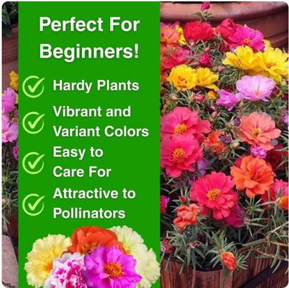 Rose Primrose Seeds Buy 1 Get 1 Free with Plant Growth Supplement