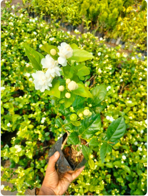 Double Jasmine (Mogra) Seeds Buy 1 Get 1 Free