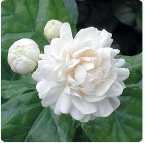 Double Jasmine (Mogra) Seeds Buy 1 Get 1 Free