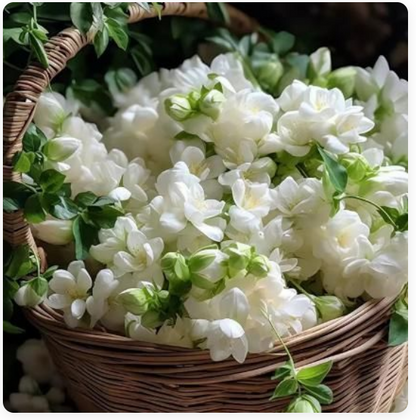 Double Jasmine (Mogra) Seeds Buy 1 Get 1 Free