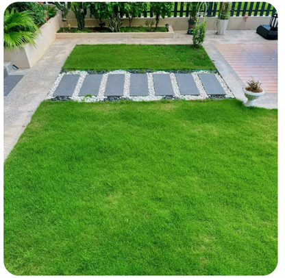 Grass Seeds Buy 100 seeds and Get 100 seeds Free