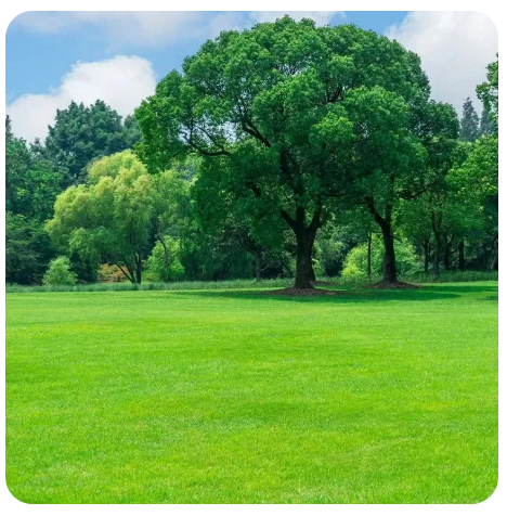 Grass Seeds Buy 100 seeds and Get 100 seeds Free