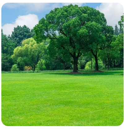 Grass Seeds Buy 100 seeds and Get 100 seeds Free