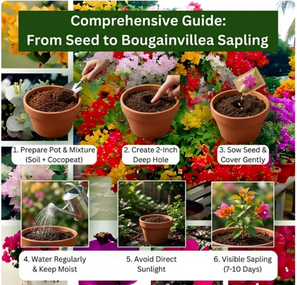 Mix Colour Bougainvillea Flower Seeds