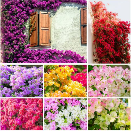 Mix Colour Bougainvillea Flower Seeds