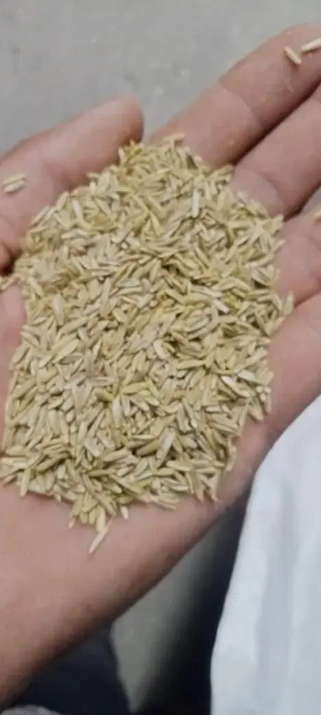 Grass Seeds Buy 100 seeds and Get 100 seeds Free