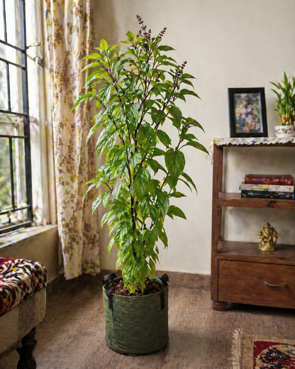 Tulsi Plant