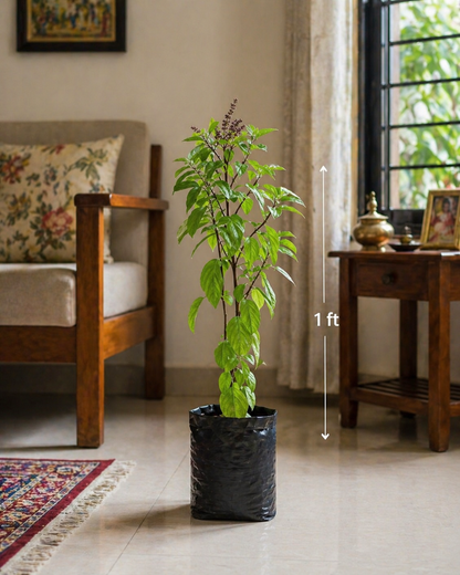 Tulsi Plant