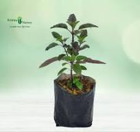 Tulsi Plant