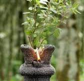 Tulsi Plant