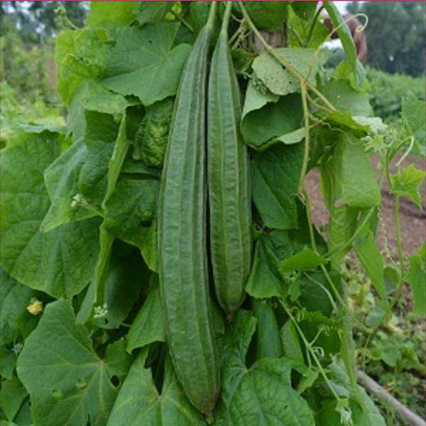 Luffa Ridge Gourd Heirloom (Tori / Turai) Seeds