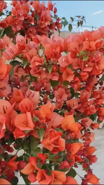 Mix Colour Bougainvillea Flower Seeds