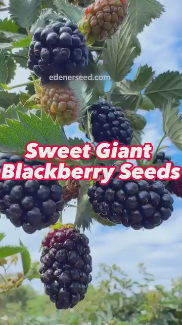 Sweet Giant Blackberry Seeds