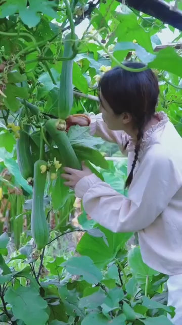 Luffa Ridge Gourd Heirloom (Tori / Turai) Seeds