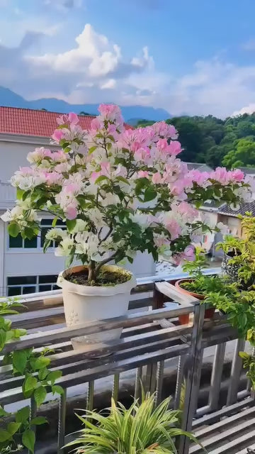 Mix Colour Bougainvillea Flower Seeds