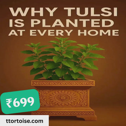 Tulsi Plant