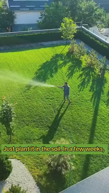 Grass Seeds Buy 100 seeds and Get 100 seeds Free