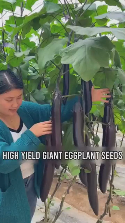 Eggplant Seeds