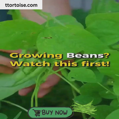 Super-Long Green Bean Seeds Buy 1 Get 1 Free